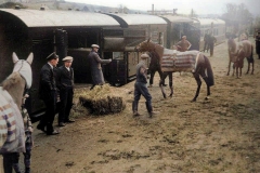 Loading-Horses-Lambourn-Colorized