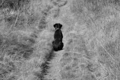 Copyright Simon Hipwell