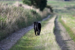 Copyright Simon Hipwell