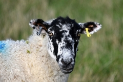 Copyright Simon Hipwell