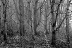 Copyright Simon Hipwell