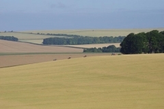 Faringdon Gallops -Photo Jill Copperthwaite