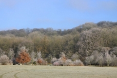 Frosty Cricket Field - Neil Robertson