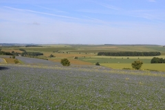 Lambourn Downs - Neil Robertson