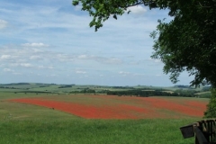 Lambourn  Poppy Field - Liz Beard