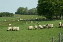 Sheep on Downland - Christian Noll