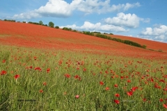 Poppies at Upper Lambourn - Neil Robertson