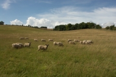 Sheep on open downland - Christian Noll