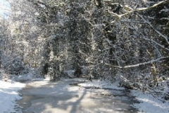 'Pond at Big Wood' (Lynch Wood)January 6th 2010