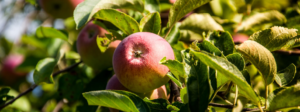 Picture of red apple on a tree